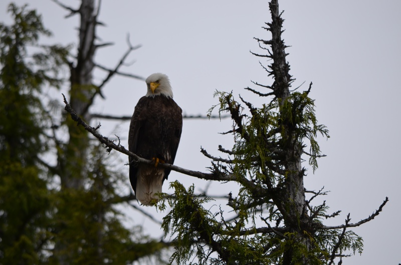 A Parable from Ketchikan