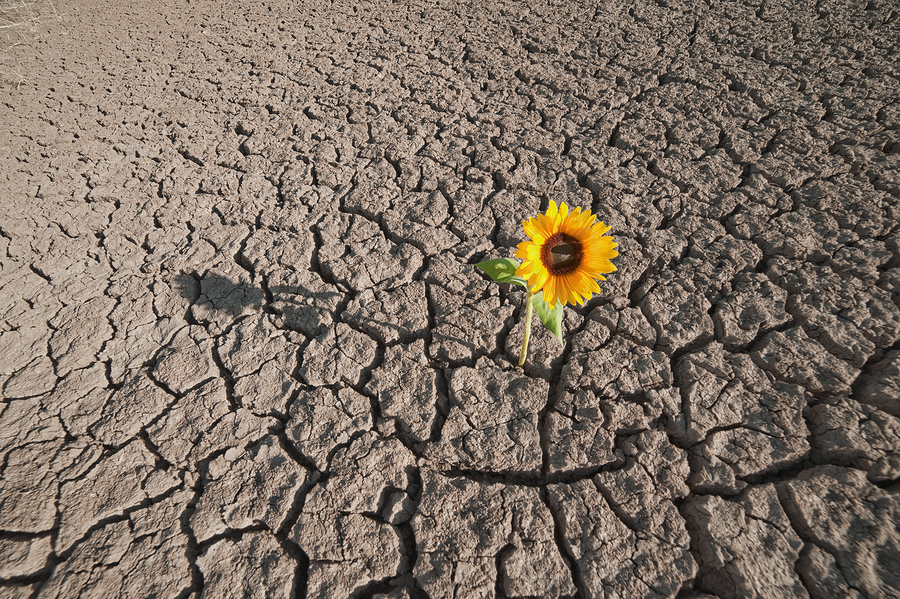 Flower in the Desert