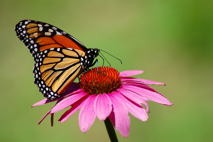 Of Butterflies and Mini-vans