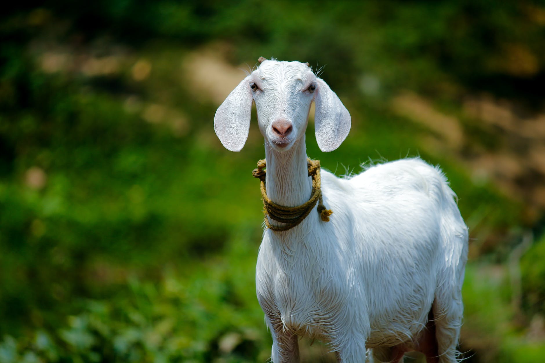 selective focus photography of goat