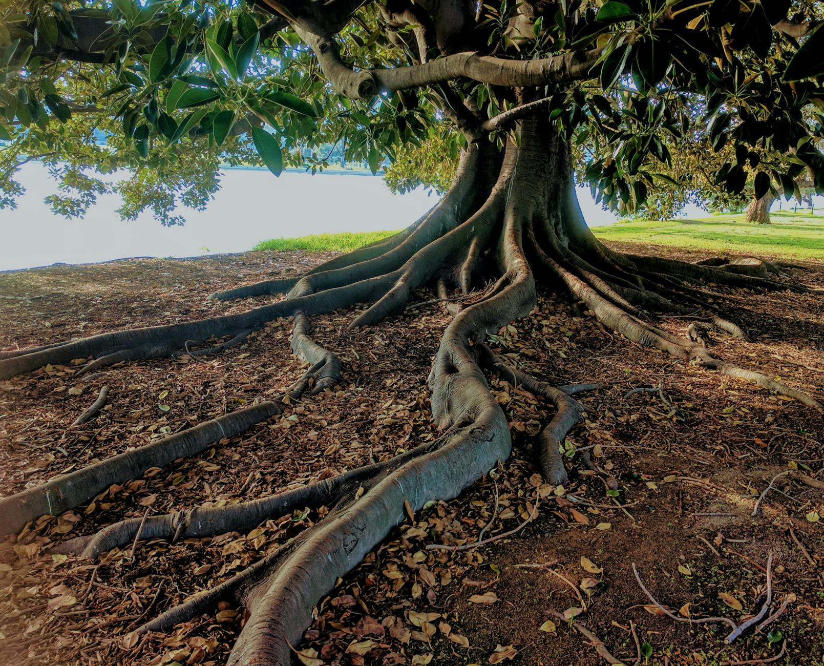 Roots and Fruit