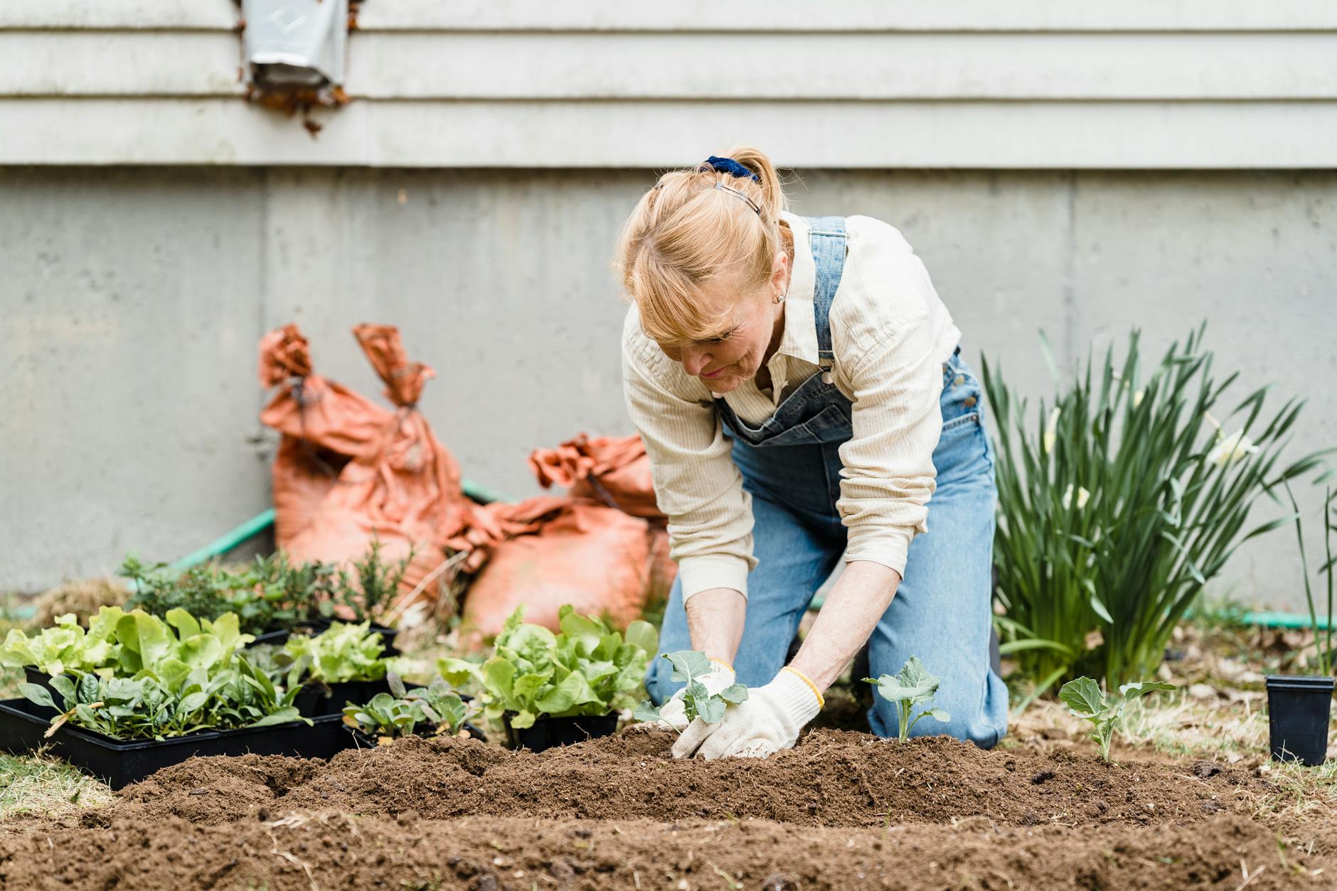 senior woman planting seedlings in garden