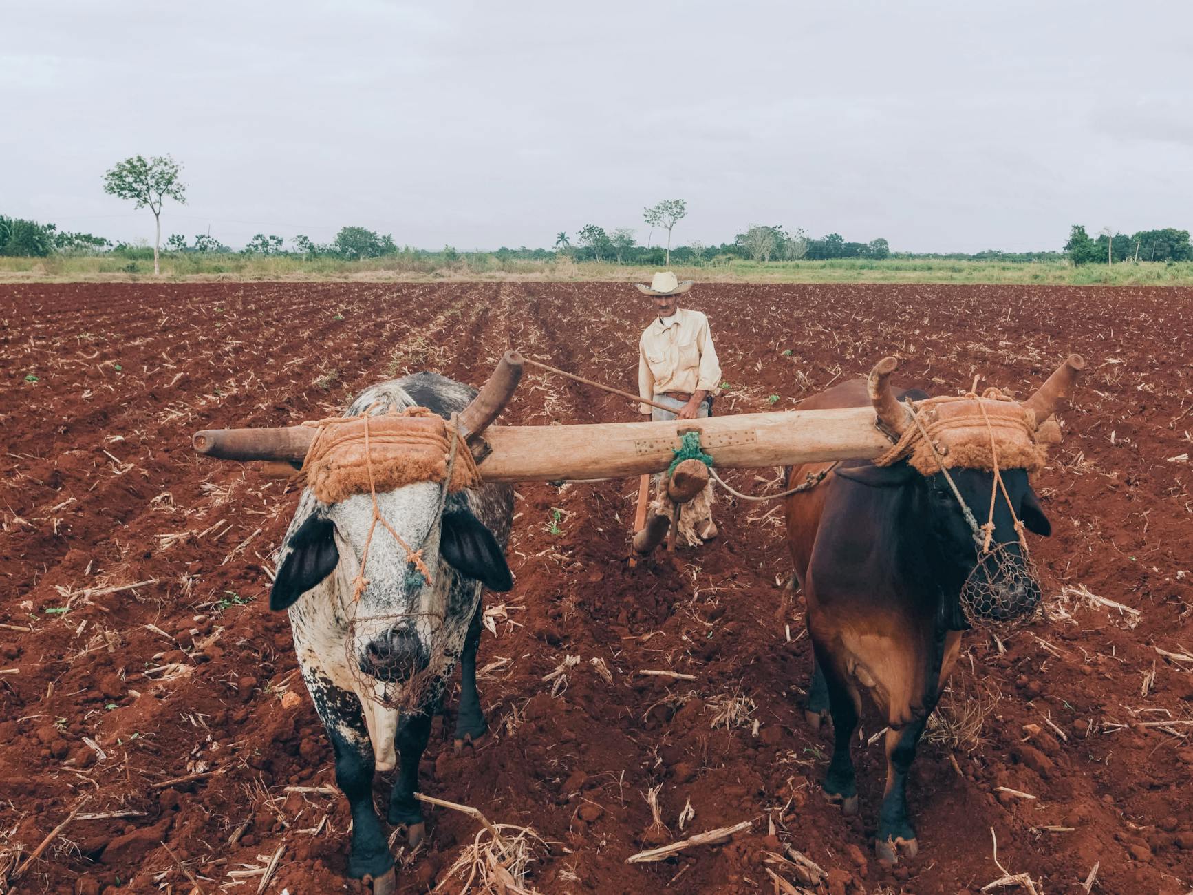 man plowing the field using oxen