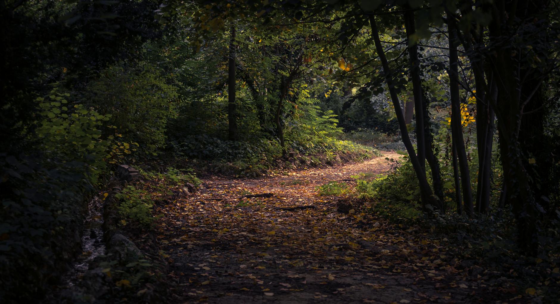 forest during daytime