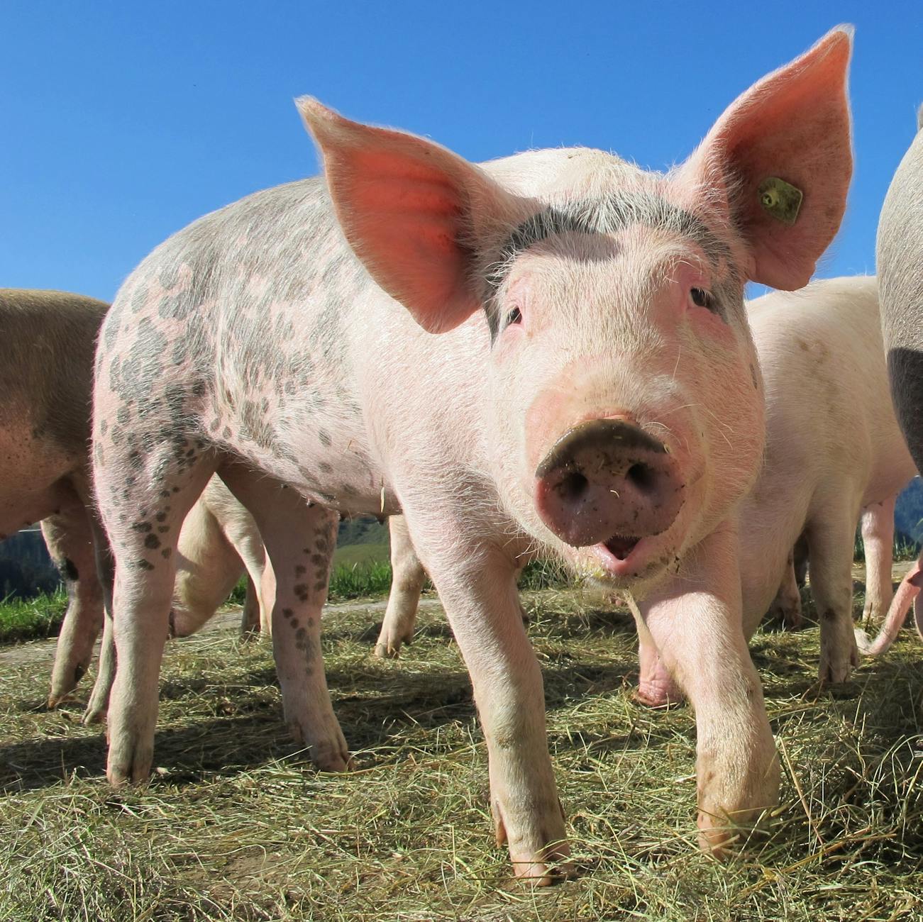 black and brown pigs on grassfield during daytime