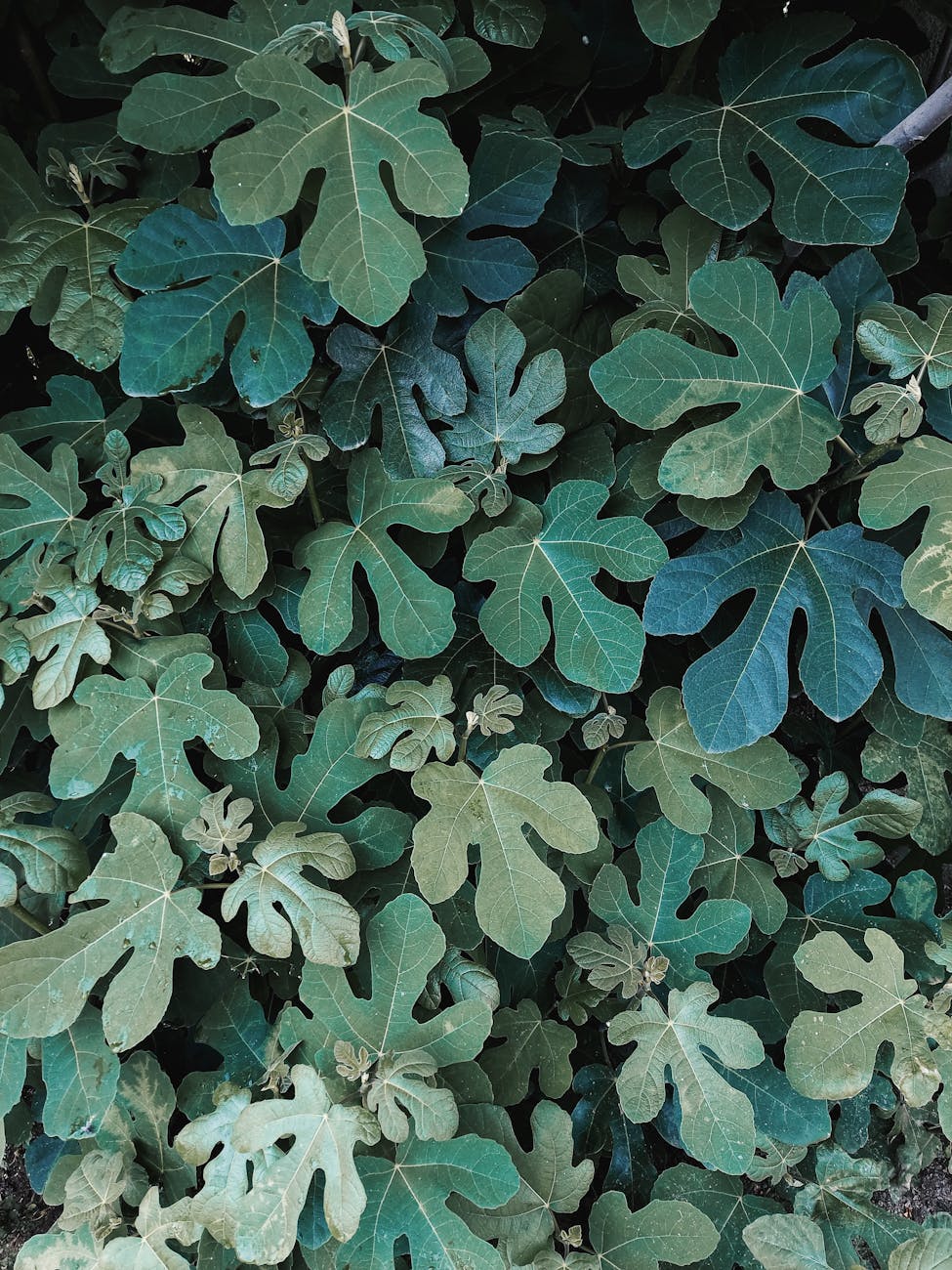 lush green fig leaves nature background