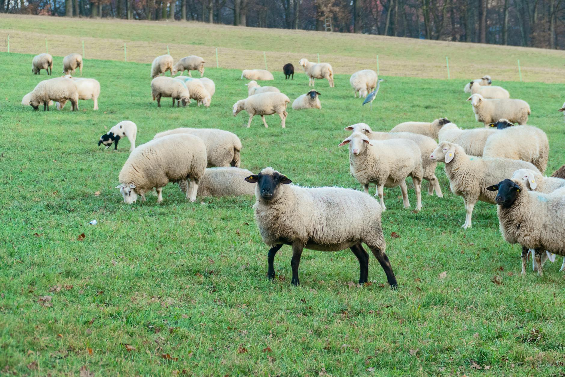 flock of sheep grazing in green pasture