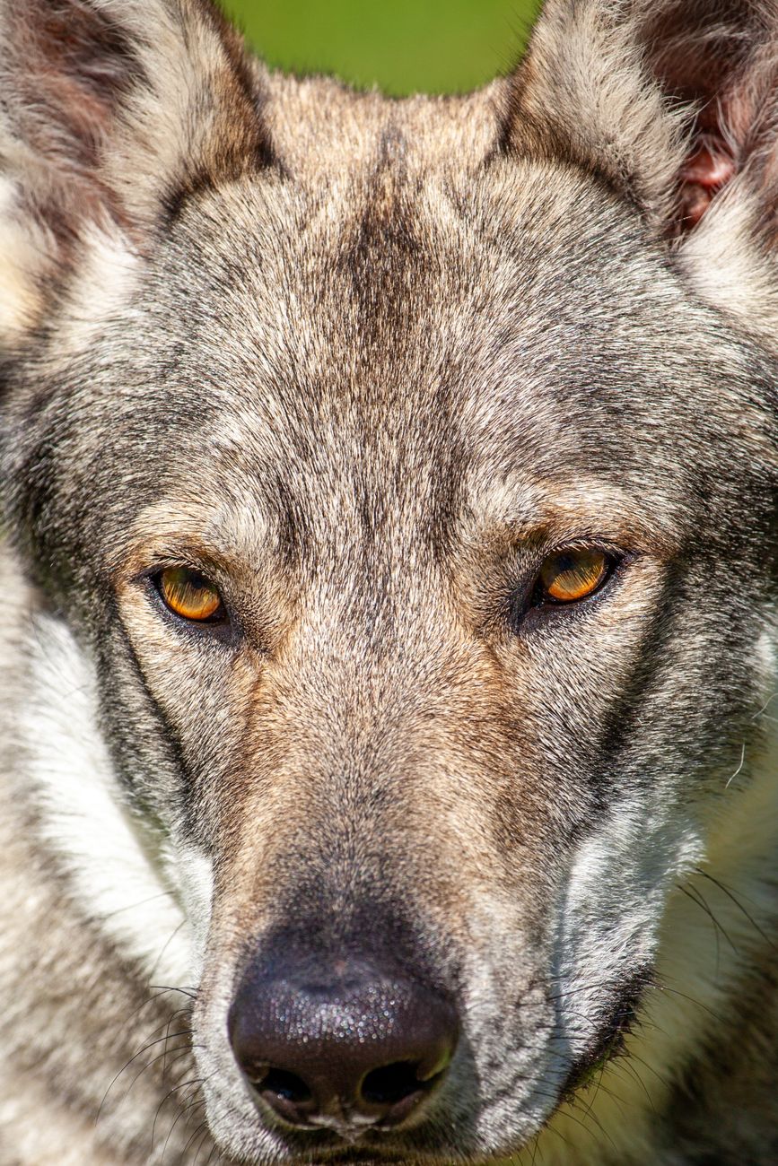 close up portrait of a czechoslovakian wolfdog