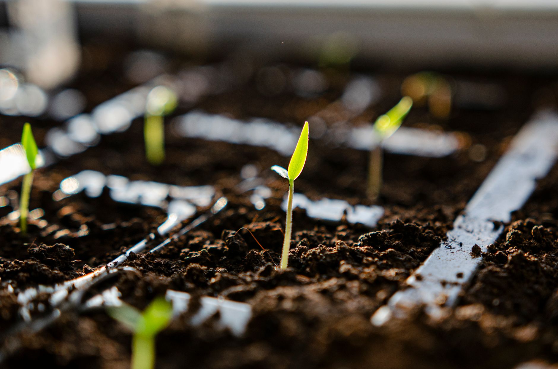 close up of young plant seedlings in soil