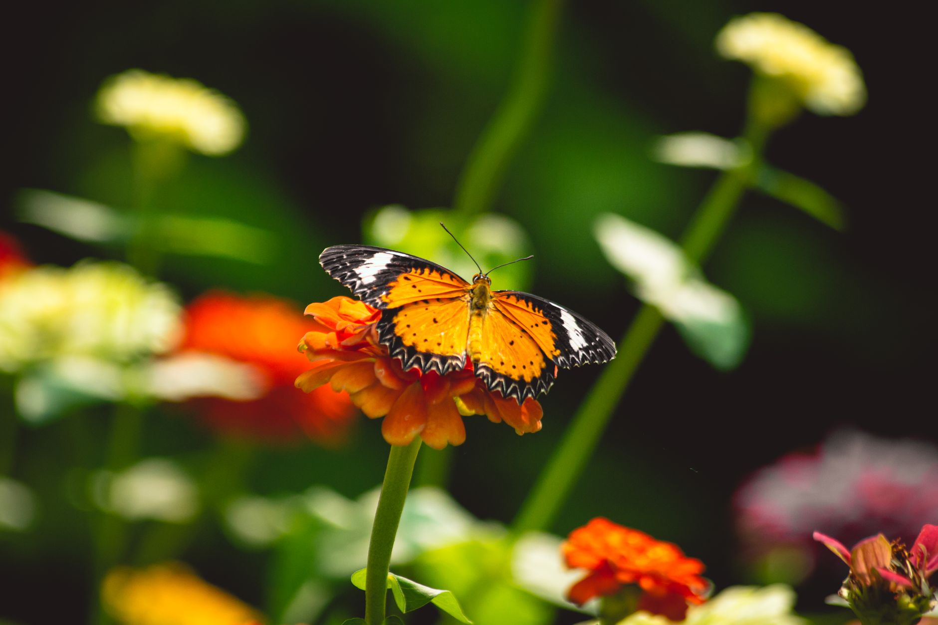 vibrant butterfly on colorful flower bloom