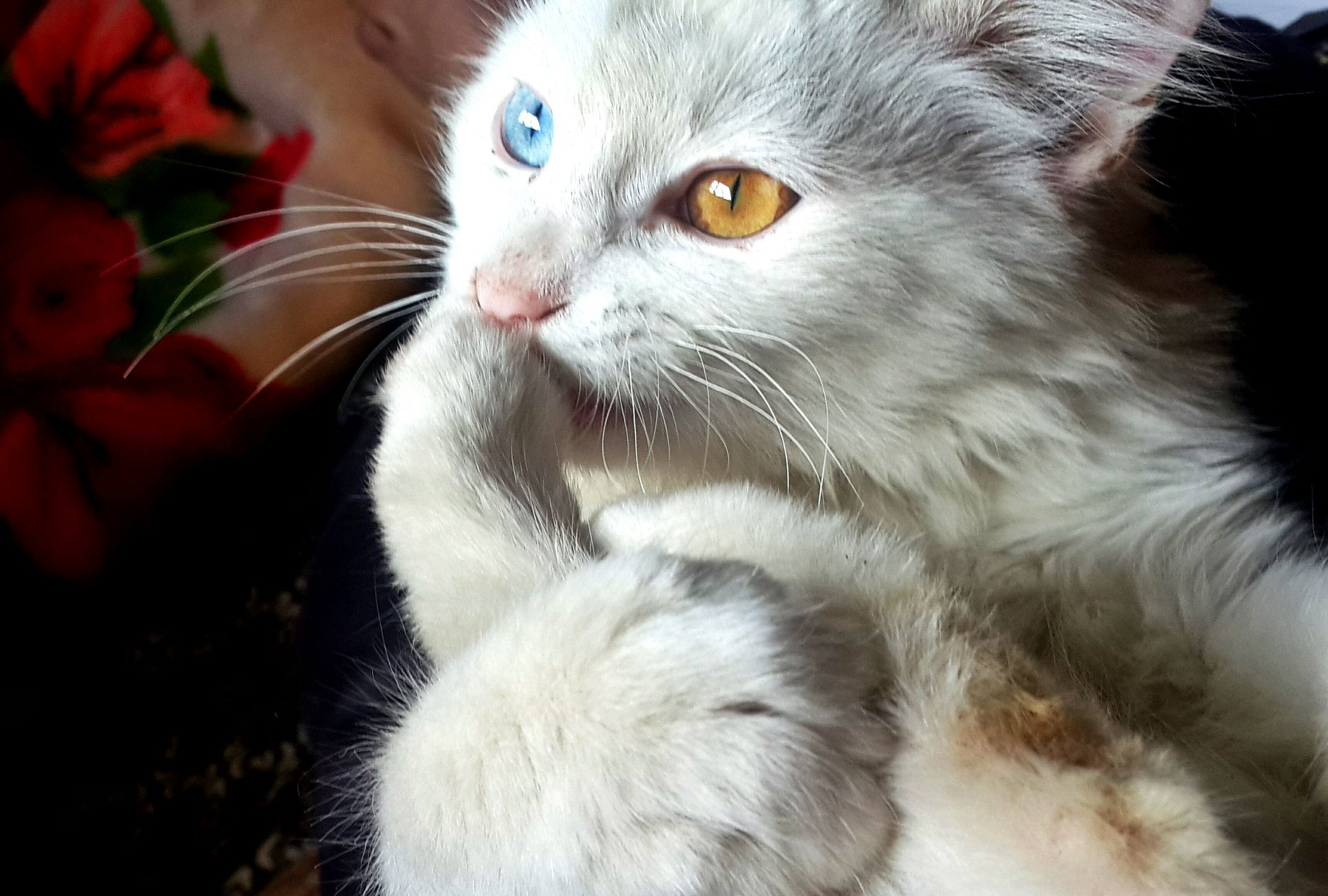 white blue and orange eyed cat